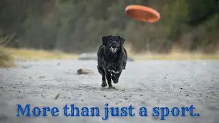 Agility Training: The Fun and Exciting Way to Boost Your Dog's Health and Fitness!