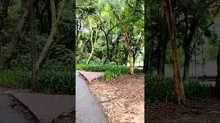 Tranquilidade no Parque S&atilde;o Louren&ccedil;o