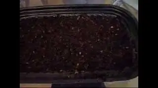 How to grow Dill