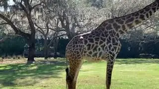 Seeing Giraffe at Disney's Animal Kingdom Theme Park at Dec. 25 2025 10:14AM