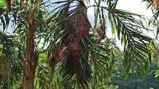 Amazon Rainforest Lodge Mirador RIO MOMON