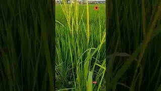 Nature 4K Rice Fields Green views Relaxing Music WhatsApp Status Shorts