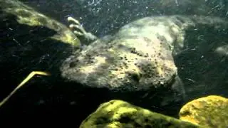 オオサンショウウオ Japanese giant saramander