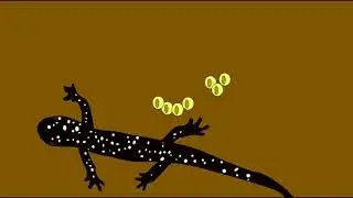 SALAMANDER FAMILY PLETHODONTIDAE
