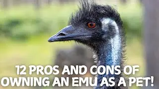 12 Pros and Cons of Owning an Emu as a Pet!🐦