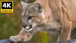Majestic Mountain Lion (Cougar, Puma) 👑 Apex Predator 4K HDR