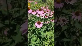 flower meadow #summer #flowers #hiking #nature #outdoors #weekend