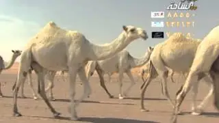 منقية الشيخ / ظافر عيد العريدي آل جراد السحمه القحطاني