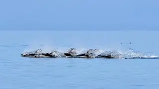 Pacific White-Sided Dolphins on Oct 5, 2022