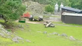 Slottsskogen G&ouml;teborg | Jungle and Zoo Visit