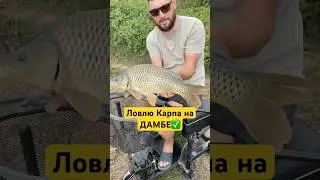 ✅Карп на ДАМБЕ #флэтфидер #рыбалканафидер #карп #флэтметод #carpfishing #сазан