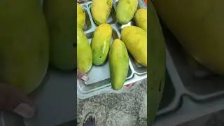 Dussheri Aam Part-1