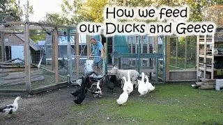 How we feed our Ducks and Geese