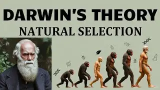 Darwin&rsquo;s Theory Explained in PPT | Natural Selection