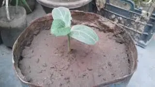Growing vegetable at home kitchen gardening