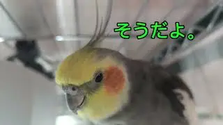 #47『温厚リリちゃん、ついに本気で怒った日』