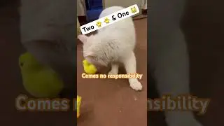 Adorable Cat Playing with Chicks &ndash; The Cutest Animal Friendship