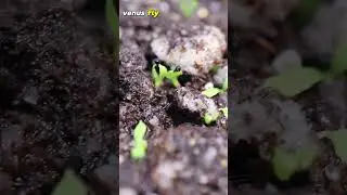 Детеныши венериной мухоловки из семян &mdash; 81 день роста. Путешествие семян #венеринамухоловка