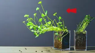Changing Direction of Light During Plant Growth Time Lapse Positive Phototropism | Mr Garden