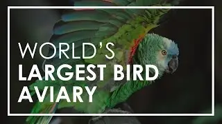 Birds of Eden - World&rsquo;s Largest Free Flight Bird Aviary | Rhino Africa
