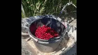 dried cherries #berries #nature  #fruit #doglife #foodshorts #cerises #dried fruit