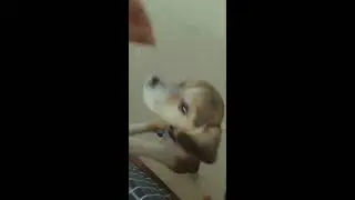 Beagle lovers