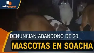 Denuncian abandono de 20 mascotas en Soacha: hallan un gato muerto en el lugar | CityTv