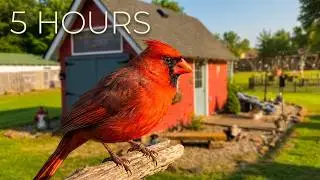 CONTINUOUS BIRD GARDEN REPLAY: 5 HOURS OF RELAXING WILDLIFE AND AMBIENT NATURE SOUNDS 🐦🌿