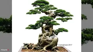 Video about Vietnam 🇻🇳 Bonsai 2020