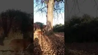 Gringo the dog jumps tree at 3 meters for his leash.