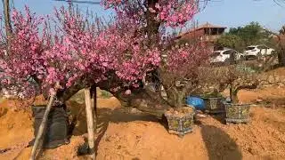 Cây đào cho thuê 400 củ