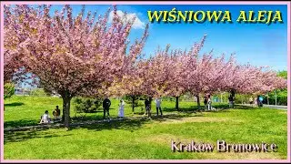 Wiśniowa Aleja 🌸 Kraków Bronowice 🌸 Cherry Blossom Alley