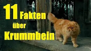 11 FAKTEN über KRUMMBEIN 🐱