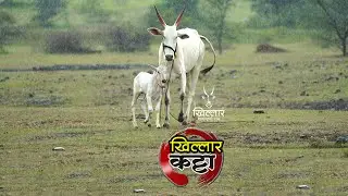 खिल्लार कट्टा 2022 | दर शनिवारी रात्री 9 वाजता इंस्टाग्राम अकाउंट वर | Khillar Maharashtrachi Shaan