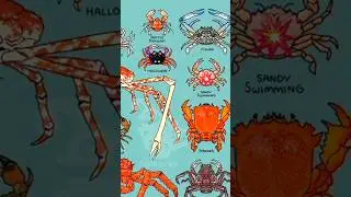 types of crab 🦀 #animals #shortvideo #sea #scary #trending