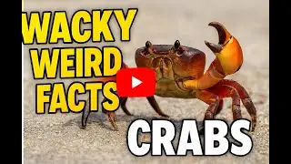 WACKY WEIRD FACTS about CRABS