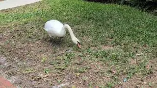 Royal Mute Swan Grabs Snippets of Grass by Coontie Palm at Lake Eola Park! Orlando, Florida 