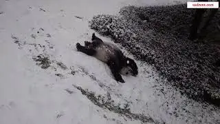 Sliding Panda enjoyed the snow in the USA