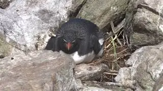 Western Rockhopper Penguin Sitting on Egg (11.27.25)
