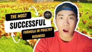 The Most Successful Formula in Poultry Farming Revealed!  (English Subtitles)