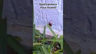 Quando o INSETO ApareCe sem ser Convidado....#insetos #fauna #animaisengra&ccedil;ados #animaisfofos