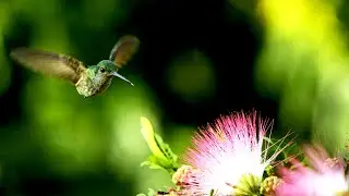 Calliandra haematocephala