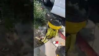 Public Danger! Bee Removal in Plaza Bonita, Chula Vista, CA - MJC Live Bee Removal