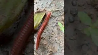 A Red Millipede Moving Gracefully in the Forest #shortvideo #nature #animals