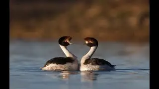 THE HOODED GREBE: A story of hope in Patagonia