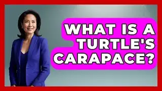 What Is A Turtle's Carapace? - The Marine Life Explorer