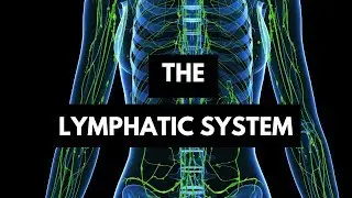 Function of the lymphatic System