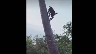 Goat Climbing On Tree.........