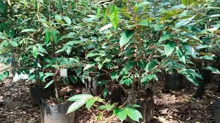 durihitam 2m