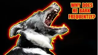 Just 9 minutes to stop excessive dog barks| Identify the Real Reason Your Dog Barks A Lot